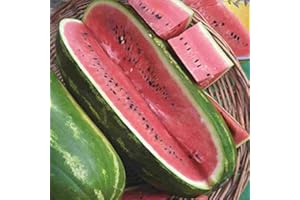PREMIER SEEDS DIRECT - Watermelon - Jubilee - 60 Seeds