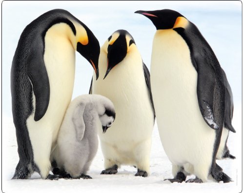 "KAISER-PINGUINE" Tiere-Mousepad / Mauspad MOTIV 44: Qualitäts-Mousepad aus extrem reissfestem Spezialkautschuk mit stark haftender Unterseite für optimalen Halt - kompatibel für alle Maustypen