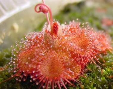 Drosera Sessilifolia 10 Samen,Fleischfressende Pflanze , Sonnentau
