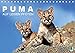Produktbild Puma: Auf leisen Pfoten (Tischkalender 2019 DIN A5 quer): Pumas: Geschmeidige Raubkatzen (Monatskalender, 14 Seiten ) (CALVENDO Tiere)