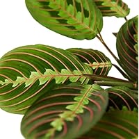Maranta Leuconeura Tricolor | DECOALIVE | Planta de Interior Natural | Planta de la Oración Roja