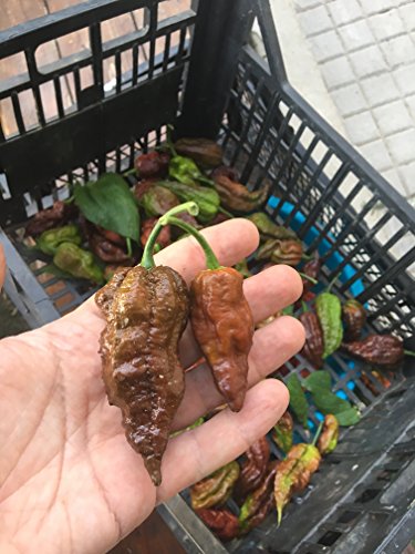 60 REINEN SAMEN der 6 HEIßESTEN UND SCHMACKHAFT CHILI in der WELT – KOLLEKTION 6 BIS: TRINIDAD MORUGA SCORPION RED, BROWN BHUTLAH, FATALII, CHEIRO ROXA, HABANERO YELLOW BULLET, SATAN’S KISS – DIE FRüCHTE SIND NICHT ENTHALTEN - 5