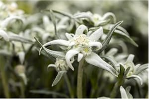 BLUMEN EBER Stella alpina da giardino Watzmann, Leontopodium alpinum, in vaso da 12 cm, resistente all'inverno, in qualità da giardiniere di fiori, cinghiale, 12 cm