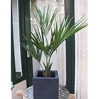 Suchergebnis auf Amazon.de für: künstliche Palmen: Garten