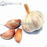 Semillas de ajo 100pcs Bonsai saludable Red Semillas Semillas vegetal verde decoración vegetal muy fácil crecer Hogar y Jardín Violeta