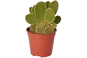DECOALIVE Cactus Pala Planta Natural para el Hogar muy Resistente Opuntia Microdasys, 8435712003889
