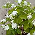 Guru 24 Hours Live Arabian Jasmine Mogra Plant"