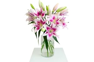 FLORES SOLIDARIAS TRABAJO & VIVIENDA FLORES SOLIDARIAS - Ramos de Flores Naturales Lilium Rosa - Ramo Fresco de Calidad para Regalo, San Valentín, Día de la Madre, Bodas, Aniversarios, Cumpleaños y Decoración del Hogar