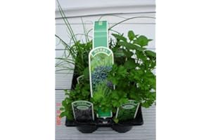 WOLDS COLLECTION 6 Pack of 9cm Mixed Herbs Plants Ready to Plant Out - 6 Varieties Per Pack