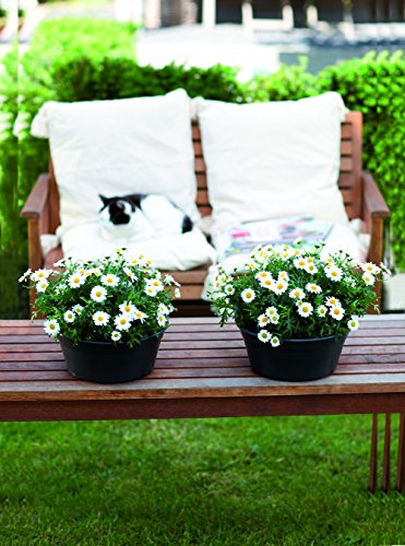 elho Green Basics Schale Blumentopf 38cm – Lebhaft Schwarz - 3
