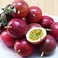 Aiden Gardens Rare Sweet Hybrid Panama Red Passion Fruit Passiflora edulis Krishna Kamal Vine Garden Plant 1 Seedling Healthy Live Plant