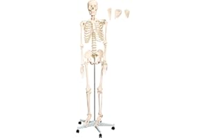 TSGPS Anatomie Modell Skelett Lebensgroß 175 cm mit Knochen Körper Skeleton Lehrmodelle Menschliches Mensch Medizin Skelett mit Ständer Anatomy Menschen MedMod