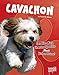 Produktbild Cavachon: Cavalier King Charles Spaniels Meet Bichon Frises! (Top Hybrid Dogs)