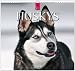 Huskys 2014: Original Stürtz-Kalender - Mittelformat-Kalender 33 x 31 cm [Spiralbindung] by 