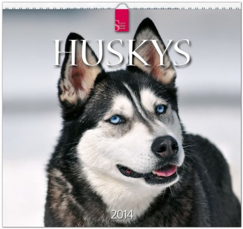 Huskys 2014: Original Stürtz-Kalender - Mittelformat-Kalender 33 x 31 cm [Spiralbindung]