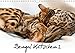 Bengal Kätzchen 2 (Wandkalender 2018 DIN A4 quer): Bengal Kitten für das ganze Jahr (Monatskalender, 14 Seiten ) (CALVENDO Tiere) by 