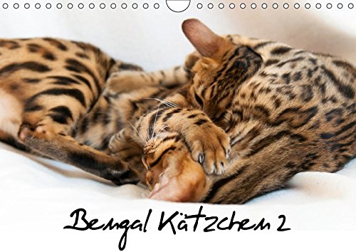 Bengal Kätzchen 2 (Wandkalender 2018 DIN A4 quer): Bengal Kitten für das ganze Jahr (Monatskalender, 14 Seiten ) (CALVENDO Tiere)