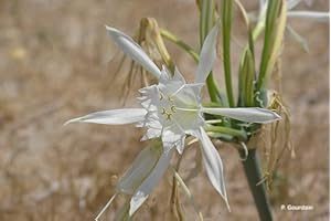 GENERIC Portale Cool Pancratium maritimum - Amaryllidaceae - Giglio di Mare 50 Semi
