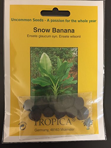 TROPICA – Große Schneebanane (Ensete glaucum syn. Ensete wilsonii) – 10 Samen - 4