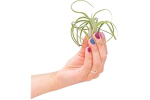 PLNTS - Baby Tillandsia Caput Medusae (no Shell) (Filles de l'air) - Plante verte - plante d'intérieur 0 cm boutures - Höhe 10 cm
