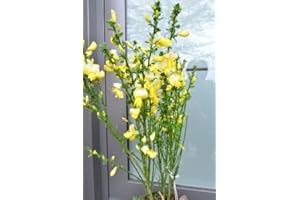PLANTENWELT WIESMOOR Ginster reingelb Cytisus scoparius Luna 40-60 cm hoch im 3 Liter Pflanzcontainer