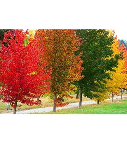 TROPICA - Bonsai - Amberbaum (Liquidamber styraciflua) - 100 Samen :  Amazon.de: Garten