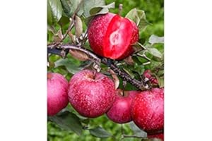 PERAGA GARDEN 1 PIANTA DI MELO POLPA ROSSA IN VASO 20CM RICCO DI PROPRIETA' ANTIOSSIDANTI