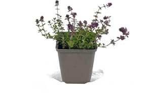 INTRAGARTEN GMBH Intragarten Thymus Serpyllum Hardy and Evergreen Ground Cover Field Sand Thyme in 9 cm Pot Pack of 24