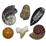 Die Natur ist nicht vollkommen und so auch manchmal die Versteinerungen nicht.