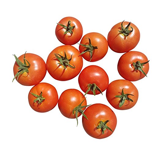 Preisvergleich Produktbild 1 kg frische Tomaten aus eigenem Anbau - ungespritzte, sonnengereifte Tomatenfrüchte vom Produzenten - intensiver Tomatengeschmack - feste Früchte aus Deutschland