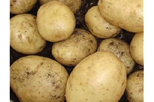 Sycamore Trading Seed Potatoes Casablanca x 20 Tubers