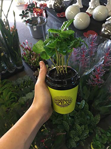 Preisvergleich Produktbild Portal Cool Kaffeepflanze im Keramiktopf