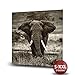 Produktbild Elefant - Fotodruck, Kunstdruck auf Forex-PVC-Platte | Hochwertiges Wandbild mit matter Beschichtung , Variante:100 cm x 100 cm