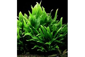 DK AQUATICS Java Fern Microsorium pteropus Live Aquarium Plants Aquatic Plant Fish Tank (10)