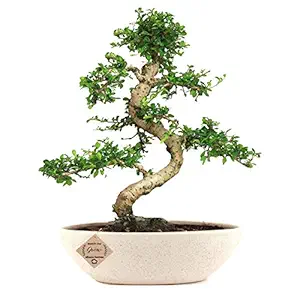 Abana Homes Carmona Flowering Bonsai Plants with Ceramic Pots