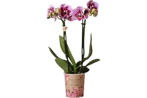 DECOALIVE Orquídea Planta Natural de Interior Para Decorar la Oficina o el Hogar