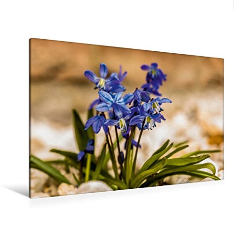 Premium Textil-Leinwand 120 cm x 80 cm quer, Blausterne | Wandbild, Bild auf Keilrahmen, Fertigbild auf echter Leinwand, Leinwanddruck (CALVENDO Natur)