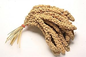 Pet Ting 1Kg Millet Spray for Birds and Small Animals - budgies, Canaries, Cocktaiel, Parrots ETC