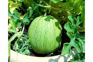 HENSITA USA American Heirloom Heritage Melon Seeds. Single Serving Minnesota Midget Musk Melon. Certified French Organic Grower