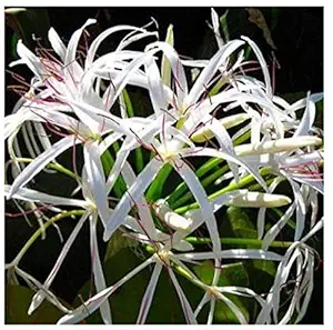 Patpert Agrotech Good Luck Sudarashan Lily Plant Beach Spider Lily Live plant (1 Healthy Live Plant On Poly bag)