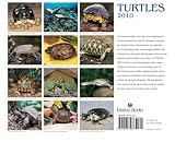 Image de Turtles 2010 Calendar