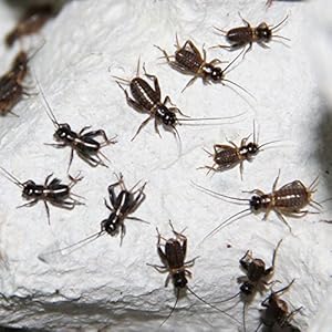 Großpackung Steppengrillen klein - Futterinsekten, Inhalt ca.1000 Stück