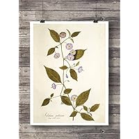 Print Wandbild Poster Bild Pflanze Nr.4 Blume antik Vintage OHNE RAHMEN Format A4