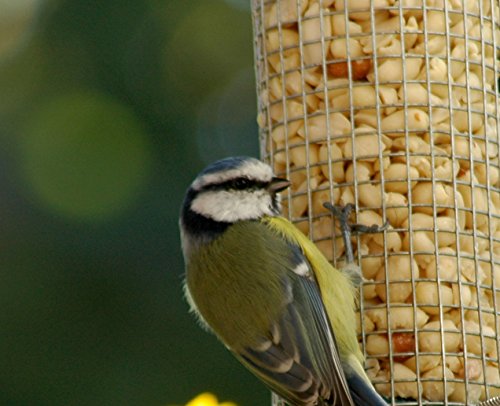 dobar 10041 Futterspender für Vögel mit Edelstahlgitter, Futterstation-Futtersäule für Wildvögel Anflugsringen, 14 x 14 x 26 cm, metall - 6