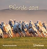 Pferde 2019 - Postkartenkalender, Tierkalender, Pferdekalender 2019 - 16 x 17 cm by 