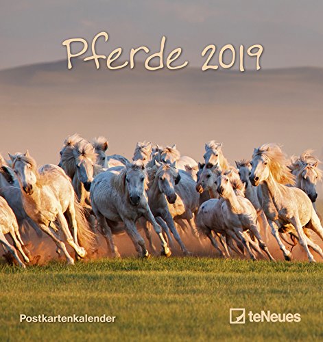 Pferde 2019 - Postkartenkalender, Tierkalender, Pferdekalender 2019 - 16 x 17 cm