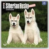 Siberian Husky Puppies - Husky-Welpen 2017 - 18-Monatskalender mit freier DogDays-App: Original BrownTrout-Kalender [Mehrsprachig] [Kalender] (Wall-Kalender) by 
