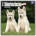 Siberian Husky Puppies - Husky-Welpen 2017 - 18-Monatskalender mit freier DogDays-App: Original BrownTrout-Kalender [Mehrsprachig] [Kalender] (Wall-Kalender) by 