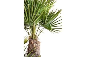 DECOALIVE Palmera del Mediterráneo Natural Planta de Exterior Natural y Fácil de Cuidar