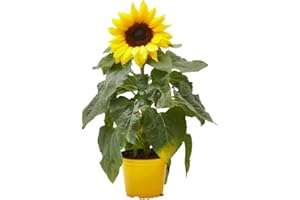 Verdecora Girasol | Planta natural de exterior con flor en maceta de Ø13cm